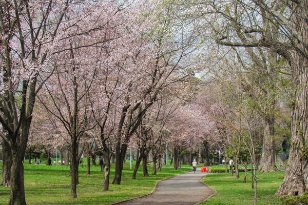 常磐公園の満開の桜