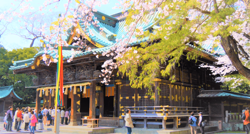 三嶋大社の本殿と桜