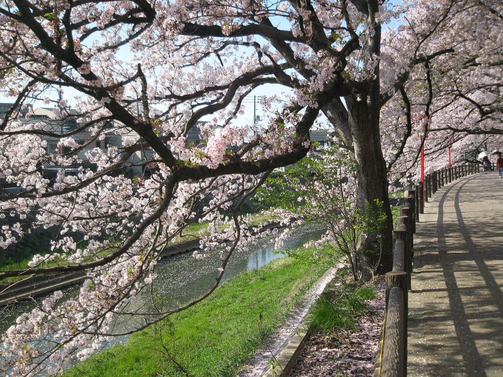 桜満開の袋川堤防
