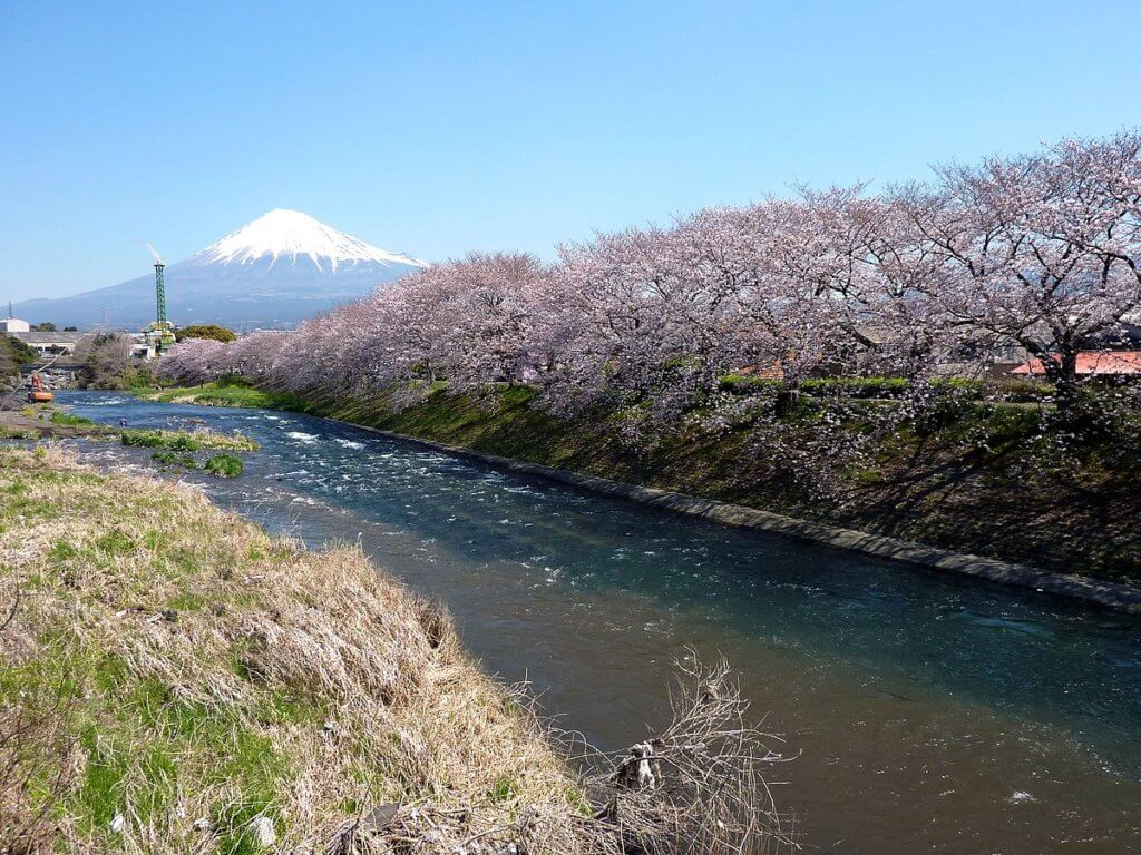 滝戸橋から眺める桜並木