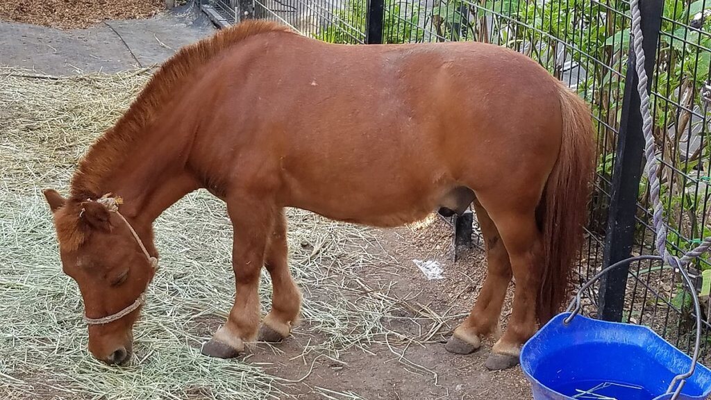 立石熊野神社で神馬として飼育される「ちょこ」号