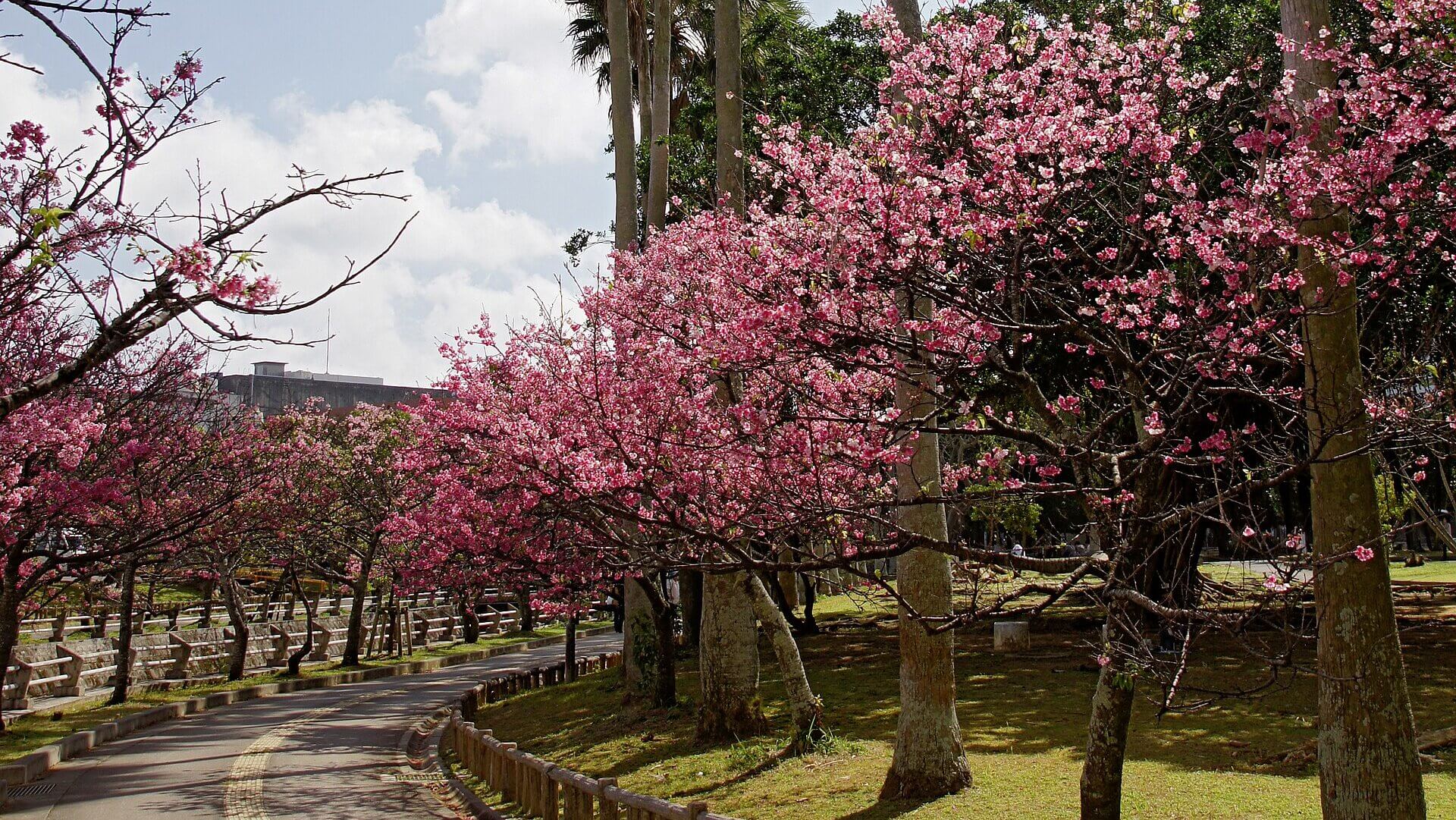 与儀公園の寒緋桜