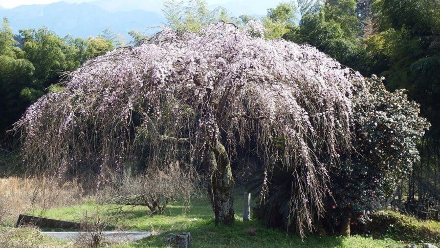 古田の枝垂桜