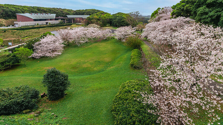 名護屋城跡の桜