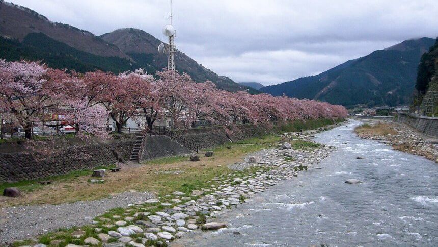 智頭河畔の桜