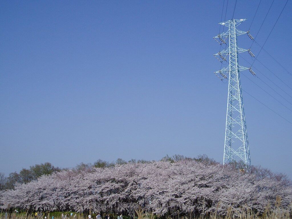 桜区の桜