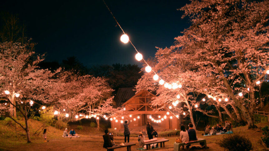 若山公園の夜桜