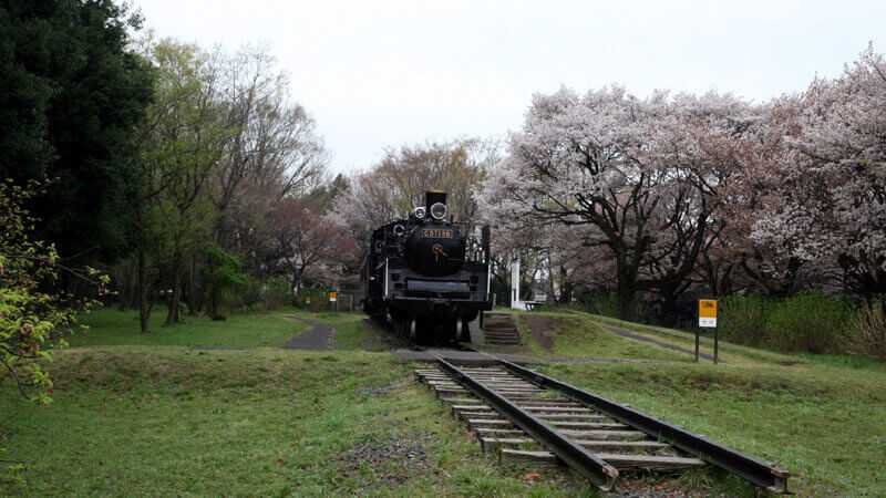 小金井公園のSLと桜