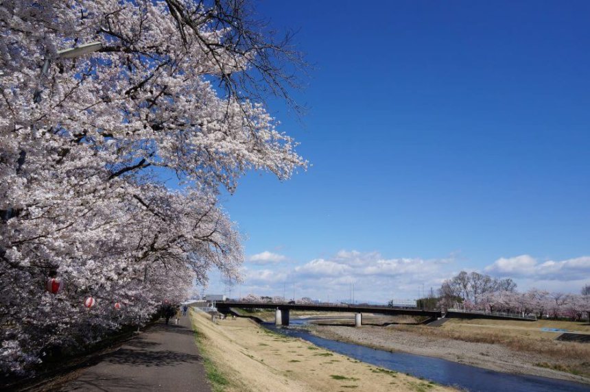 栃木県壬生町・東雲公園の桜