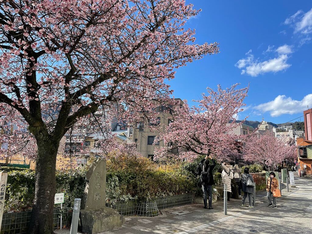 糸目川の桜祭り